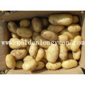 Holland Fresh Potato 2016 Nueva Temporada